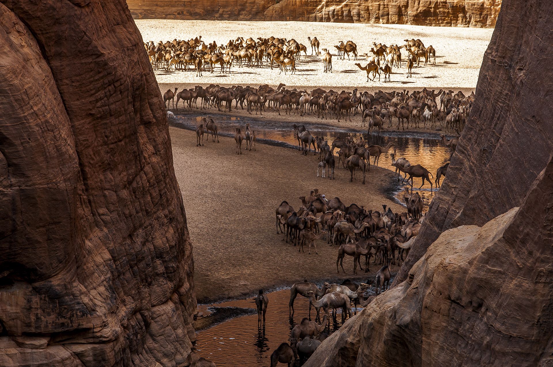 Carnet de voyage : Les chameaux de la Guelta d'Archeï au Tchad, Ennedi