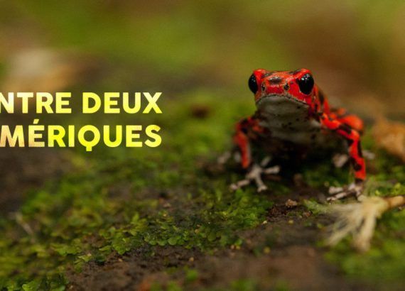 Entre deux Amériques, l’exposition de NatExplorers