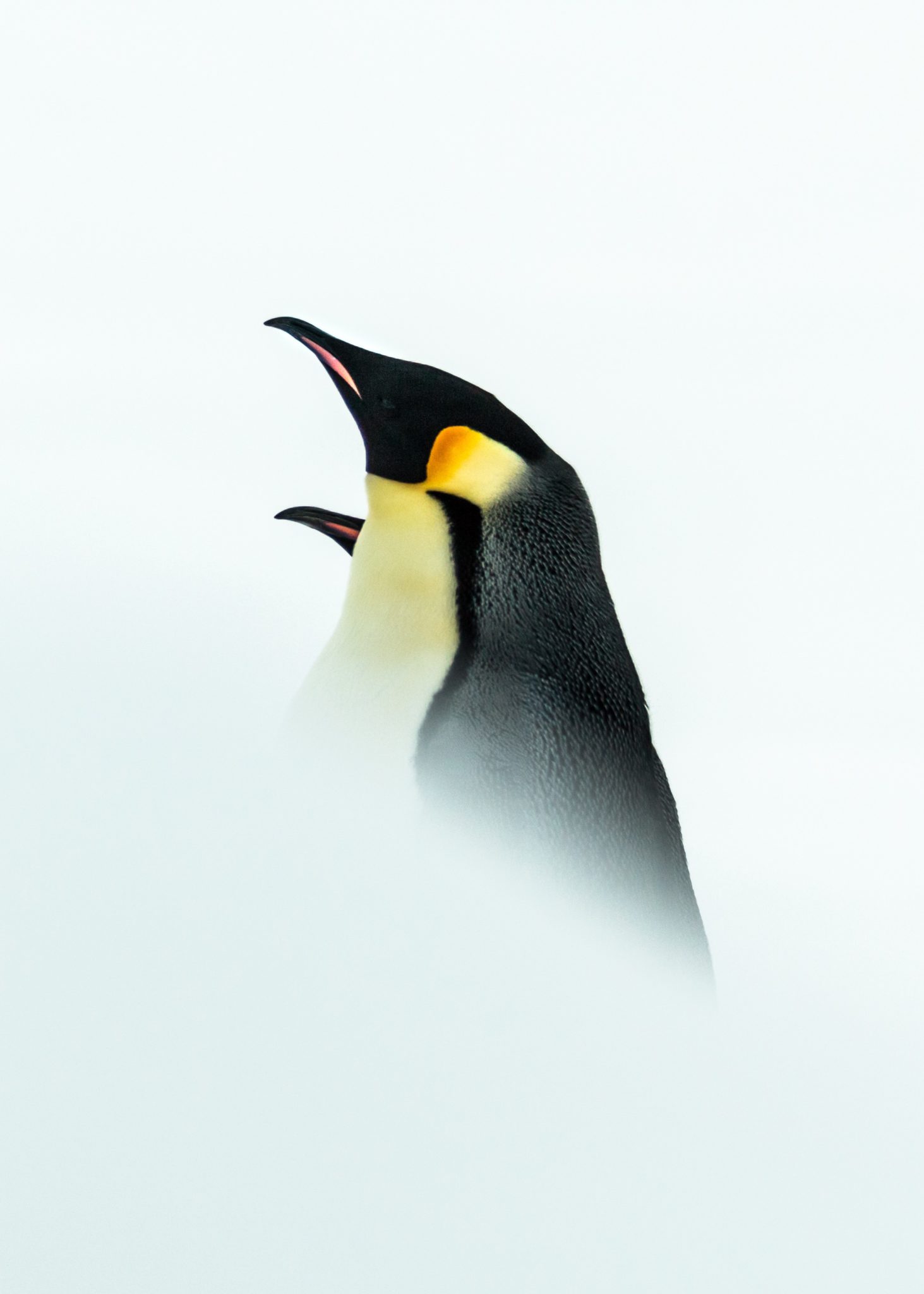 tirage d'art photo manchots Empereurs : rencontre nuptiale par Julien Vasseur, Terre-Adélie, Antarctique - Bouts du monde