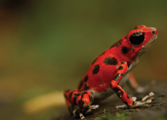 Bouts du monde sur la piste de la biodiversité
