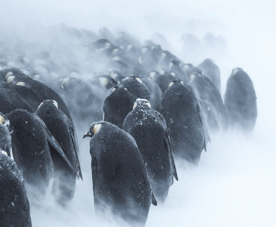 Bouts du monde Antarctique 