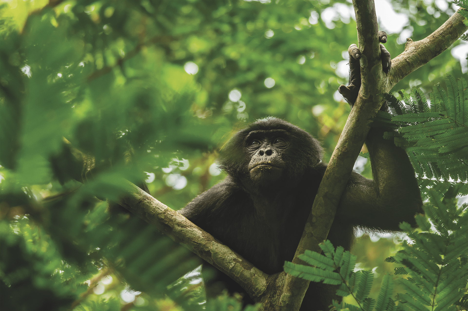 Clément Cornec - le sanctuaire des bonobos