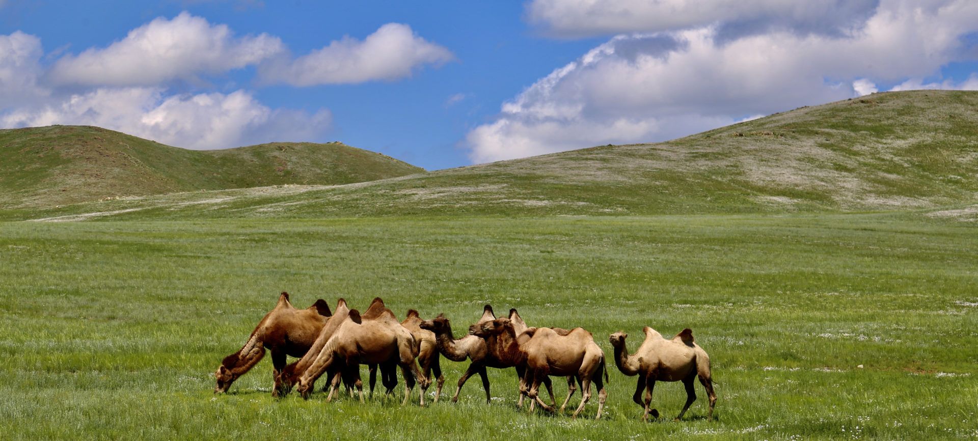 récit de voyage Mongolie